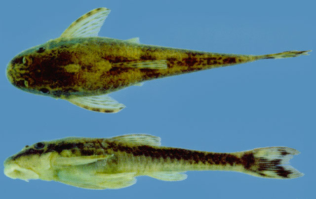 (Hisonotus) Род ХИЗОНОТЫ 23 вида